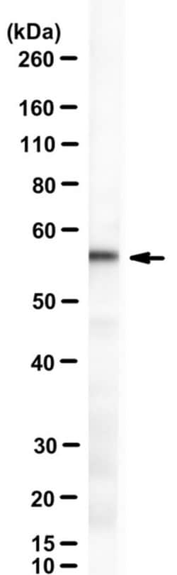 ZDHHC13, Mouse anti-Human, Clone: 26D1, Millipore Sigma:Antibodies:Primary